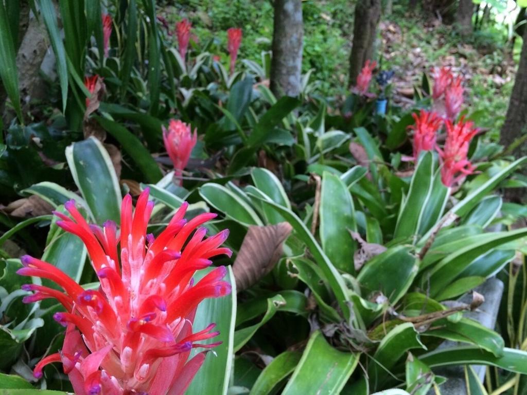 Phu Pha Nam Resort Dan Sai Exterior photo